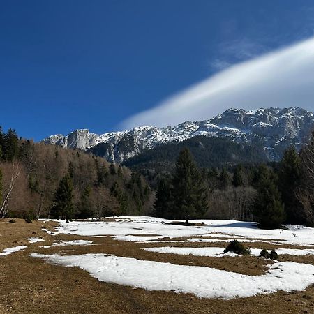 Pensiunea Aliart Zărneşti Exterior foto