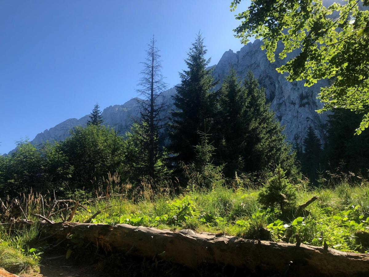 Pensiunea Aliart Zărneşti Exterior foto